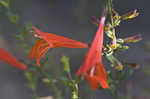 Scarlet calamint